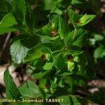 Euphorbia dulcis Flor