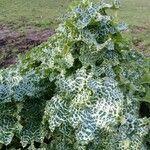 Silybum marianum List