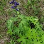 Aconitum columbianum Hoja