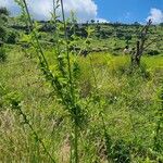 Hibiscus micranthus Blatt