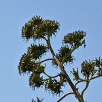 Agave americanaLeaf