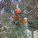 Pinus halepensis葉