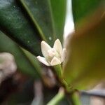 Phelline lucida Flower