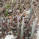 Petrosedum ochroleucum Habitat