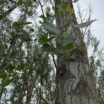 Populus x canadensis 叶