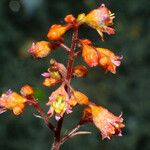 Heuchera sanguinea Цветок