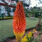 Kniphofia uvaria 花