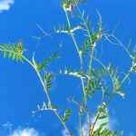 Vicia lathyroides Habitat