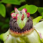 Paeonia × suffruticosa Plod