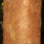 Macoubea guianensis Кора