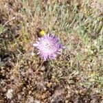 Scabiosa atropurpureaBlomma