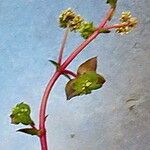 Crassula orbicularis പുഷ്പം
