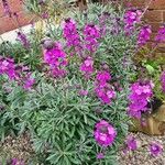 Matthiola incana Hábito