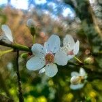 Prunus brigantina Квітка