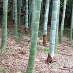 Phyllostachys edulis Casca