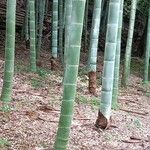 Phyllostachys edulis Rinde