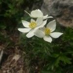 Anemone narcissiflora Kwiat
