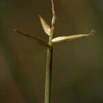 Carex pauciflora Kvet