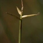 Carex pauciflora Λουλούδι