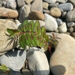 Euphorbia nutans Агульны выгляд