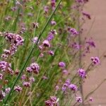 Verbena bonariensis Habitat