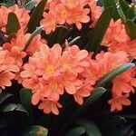 Clivia × cyrtanthifloraBlomma