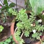 Sedum greggii Hoja