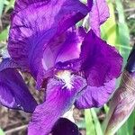 Iris spuria Flower