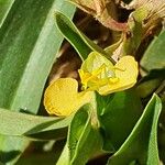 Commelina africana Blomma