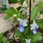 Rotheca myricoidesFlower