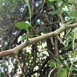 Searsia gueinzii Bark