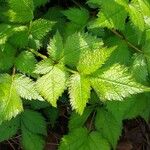 Astilbe macroflora Leaf
