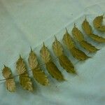 Tachigali melinonii Leaf