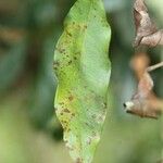 Syzygium cymosum Leaf