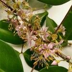 Mouriri guianensis 花