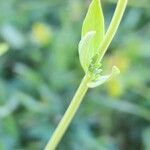 Linaria micrantha Лист