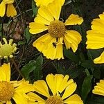 Helenium autumnale Çiçek