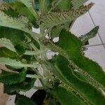 Kalanchoe daigremontiana Blad