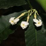 Lacmellea panamensis Квітка
