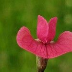 Lathyrus nissolia फूल