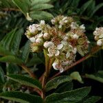 Sorbus wallichii