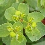 Euphorbia helioscopia Vili
