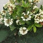 Hydrangea paniculata Листок