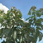 Annona senegalensis Altres