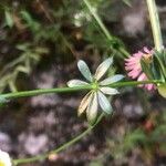 Galium pumilum Ліст