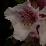 Rhododendron adenogynum Flower