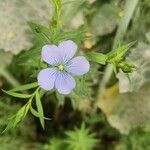 Linum usitatissimumFlower