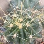 Ferocactus hamatacanthusFlor