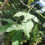 Brachychiton bidwillii Lapas
