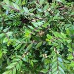 Lonicera ligustrinaBlad